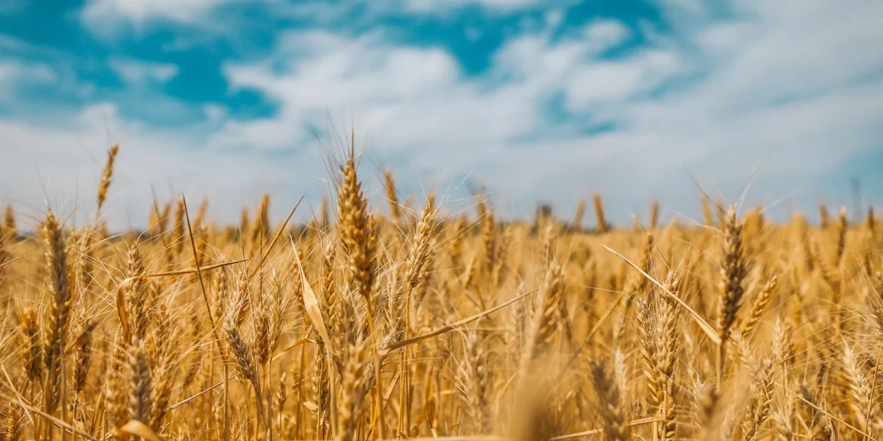 Tras una semana a la alza los precios del trigo, maíz y soya cedieron